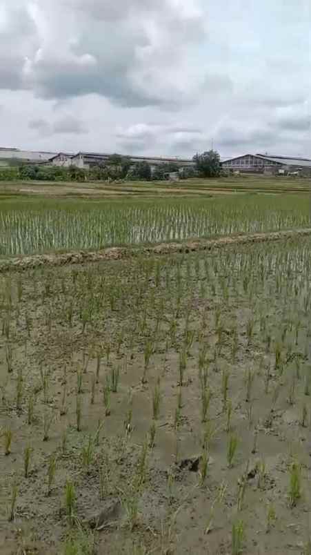 dijual tanah di palur solo