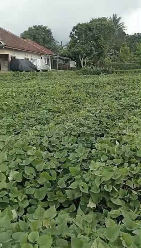 dijual tanah di setianegara