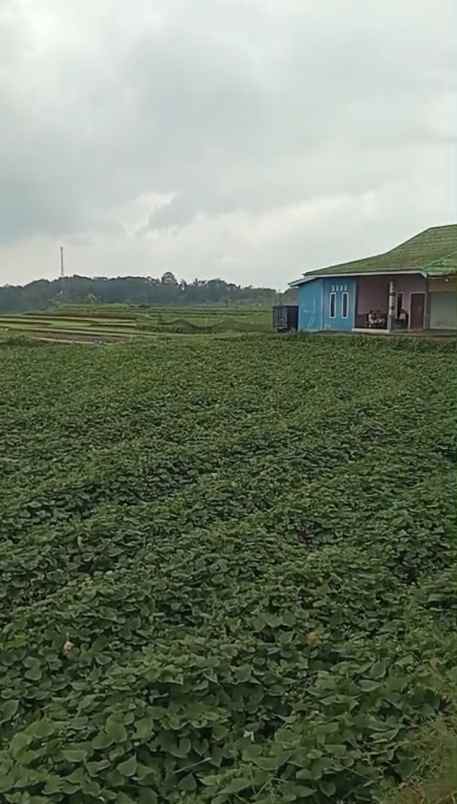 dijual tanah di setianegara