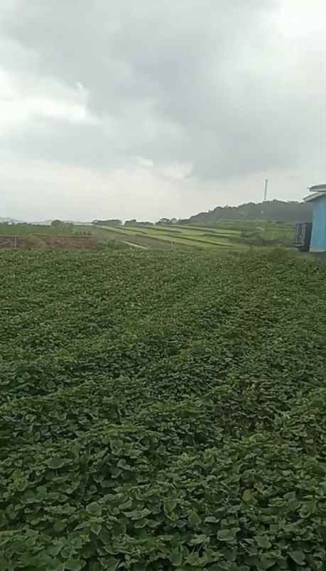 dijual tanah di setianegara