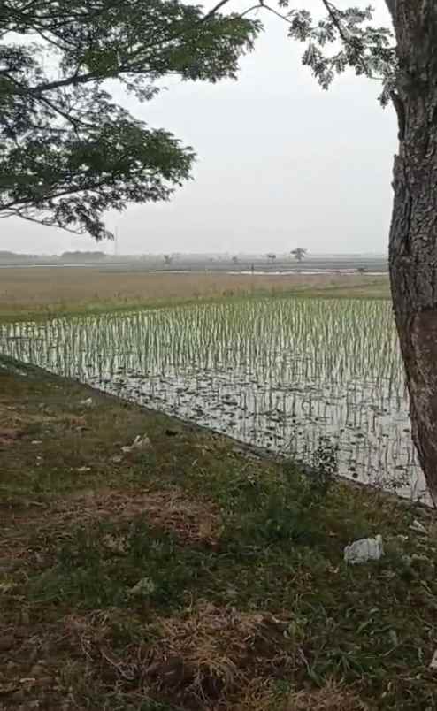 dijual tanah jalan raya indramayu cirebon