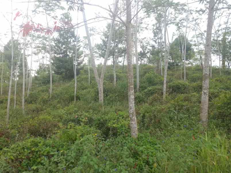 dijual tanah kebun produktif pinggir jalan