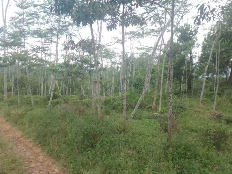 dijual tanah kebun produktif pinggir jalan