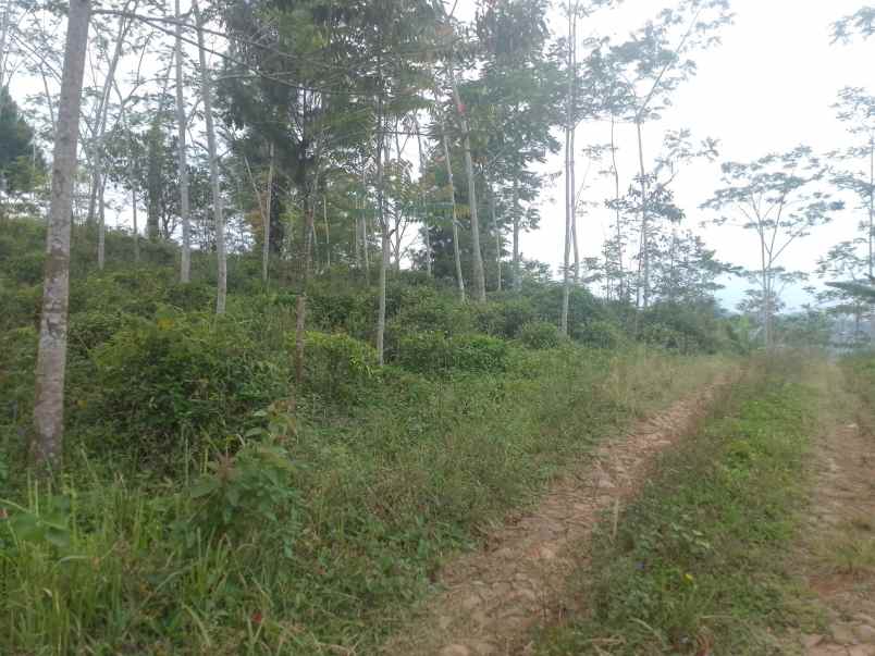 dijual tanah kebun produktif pinggir jalan