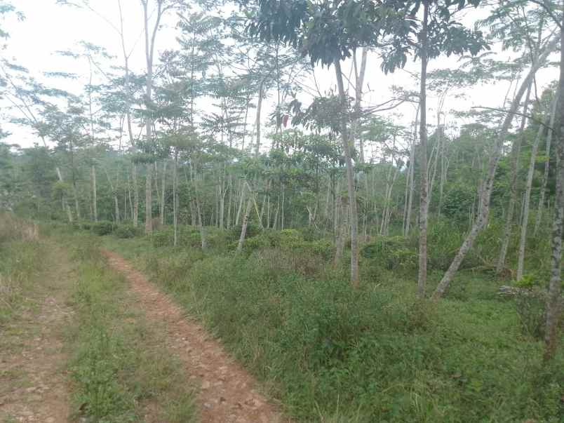 dijual tanah kebun produktif pinggir jalan