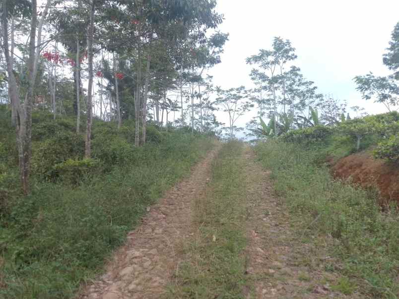 dijual tanah kebun produktif pinggir jalan