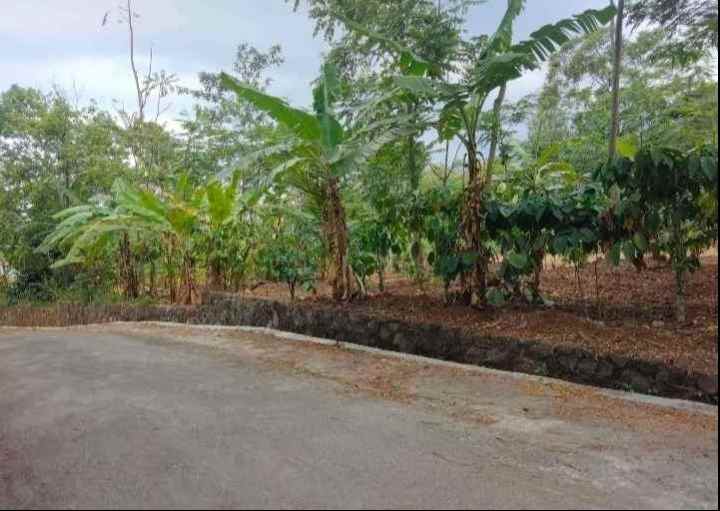 dijual tanah kebun strategis pinggir jalan