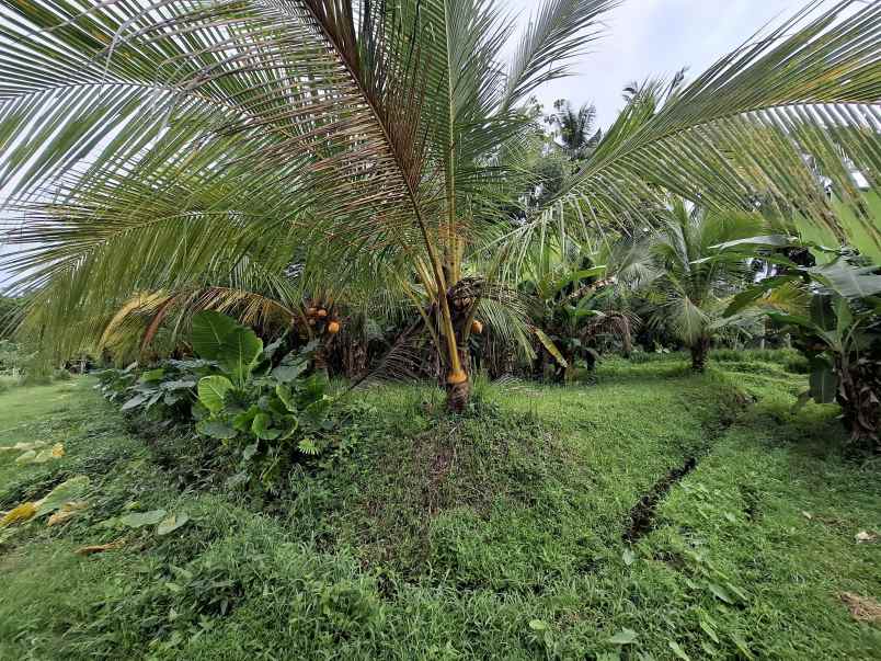 dijual tanah kec selemadeg barat kab