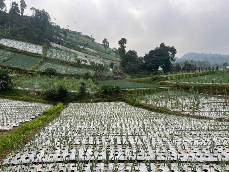 dijual tanah kemuning ngargoyoso