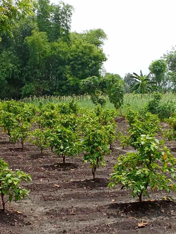 dijual tanah l29 dan l30