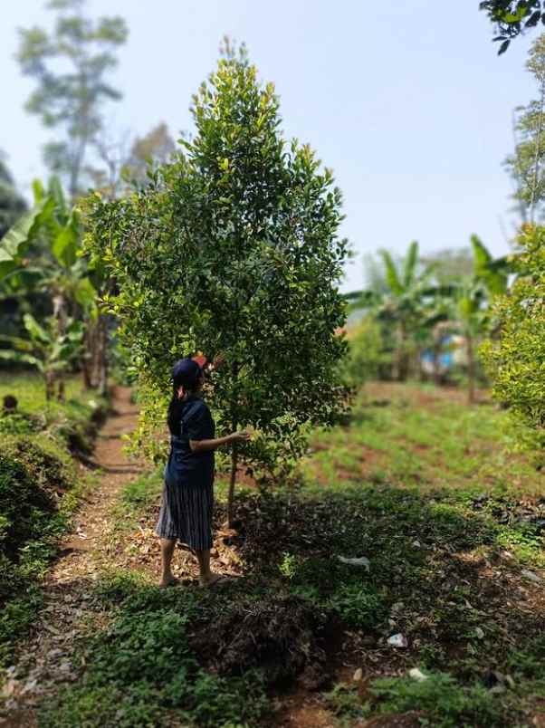 dijual tanah luas di pakuhaji bandung barat