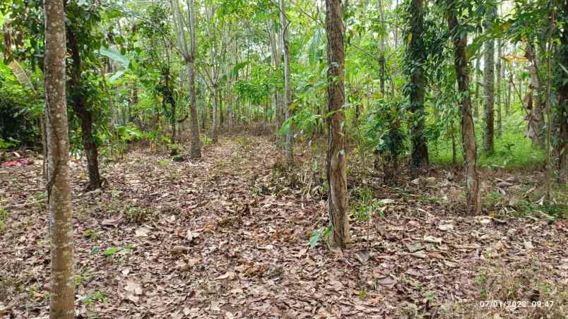 dijual tanah negeri katon pesawaran