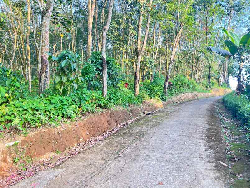 dijual tanah ngargoyoso karanganyar