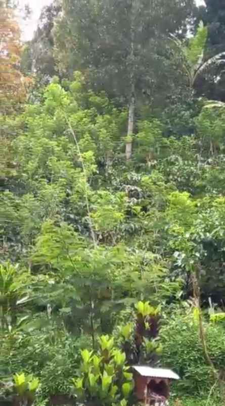 dijual tanah punjungan pupuan tabanan bali