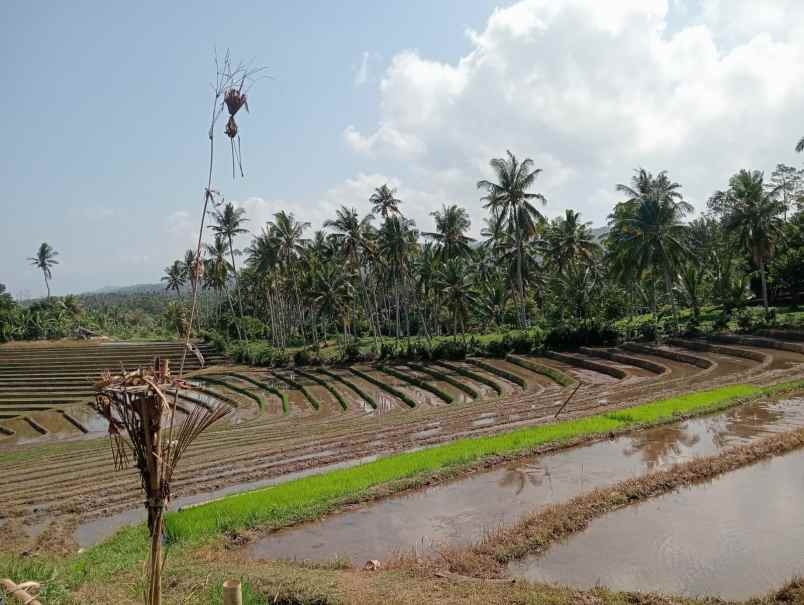 dijual tanah sawah view laut dan bukit balian