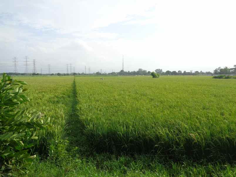 dijual tanah seluas 14 010 m2 seharga rp 4 7m pasuruan
