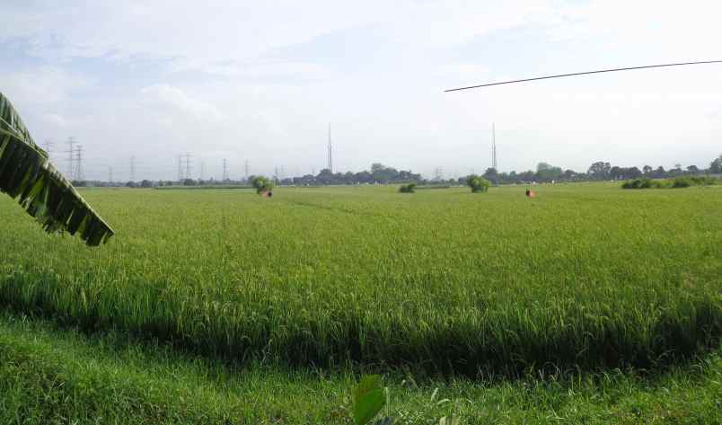 dijual tanah seluas 14 010 m2 seharga rp 4 7m pasuruan