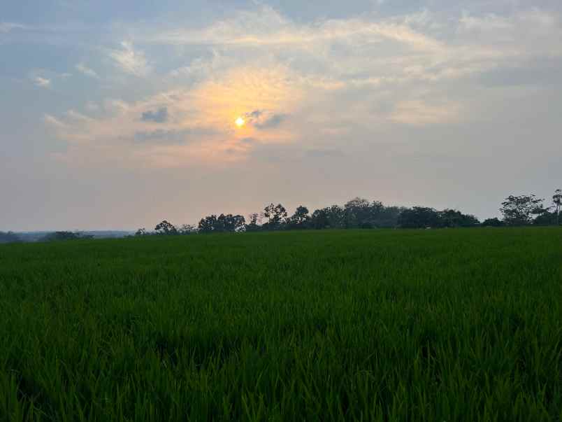 dijual tanah tepi jl raya kerjo