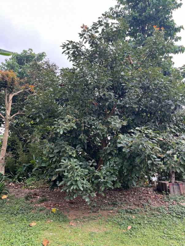 dijual villa sukatani cianjur