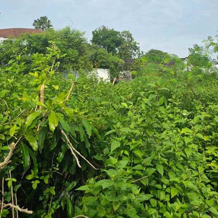 disewakan tanah buluh indah