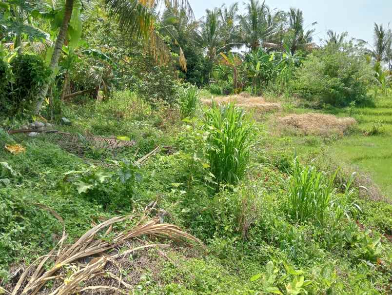 disewakan tanah desa angkah kec selemadeg