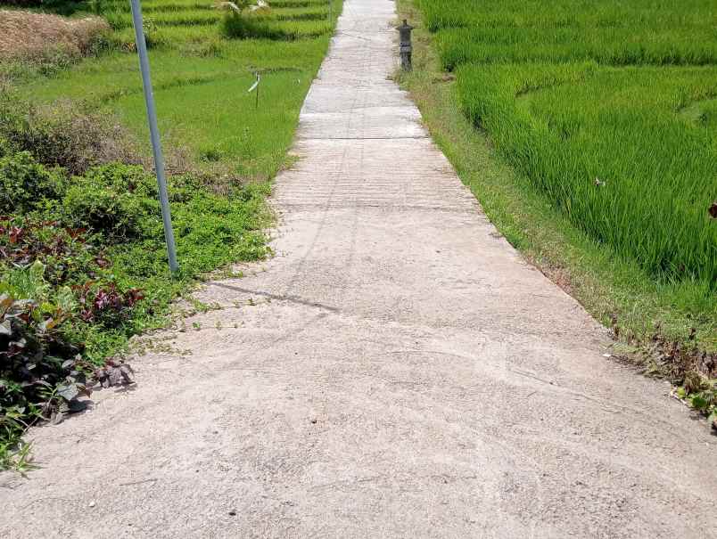 disewakan tanah desa angkah kec selemadeg