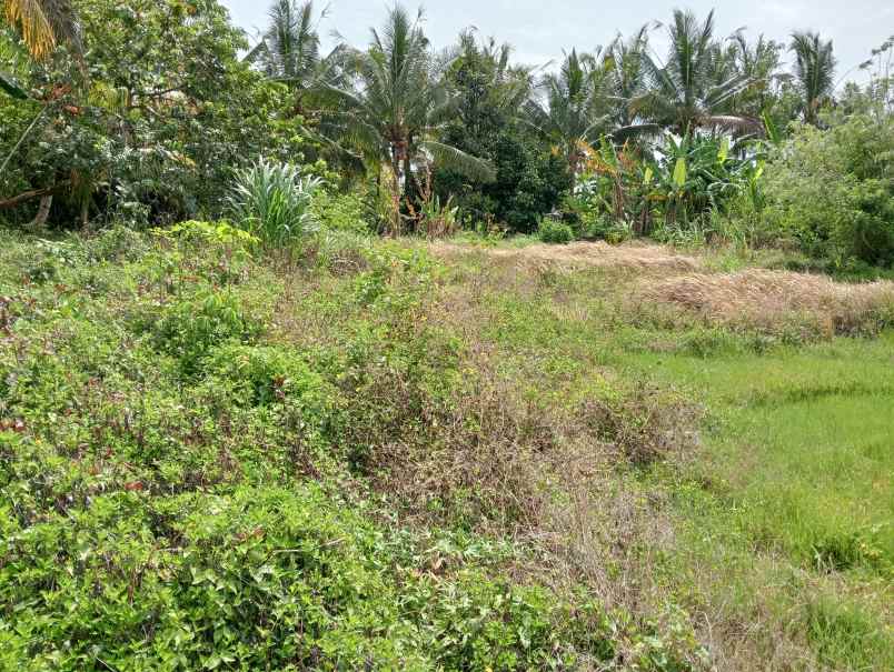 disewakan tanah desa angkah kec selemadeg