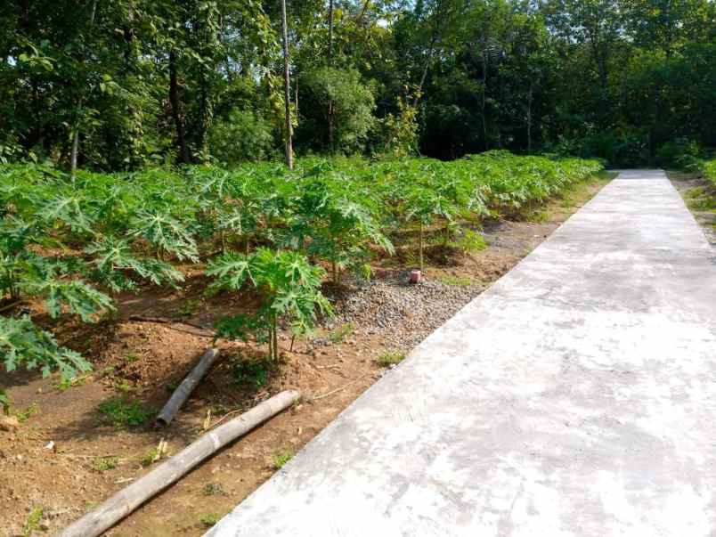 kavling murah di kalioso gondangrejo karanganyar