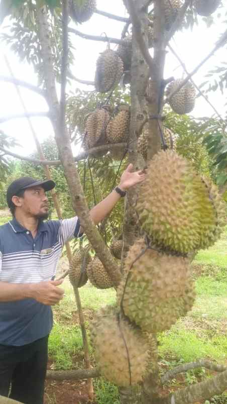 Kebun Durian Murah Rogoselo Pekalongan Jawa Tengah