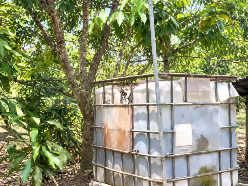 kebun durian produktif di bojong pandeglang banten