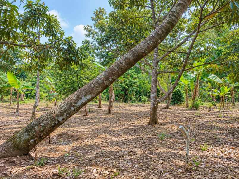 kebun durian produktif di bojong pandeglang banten
