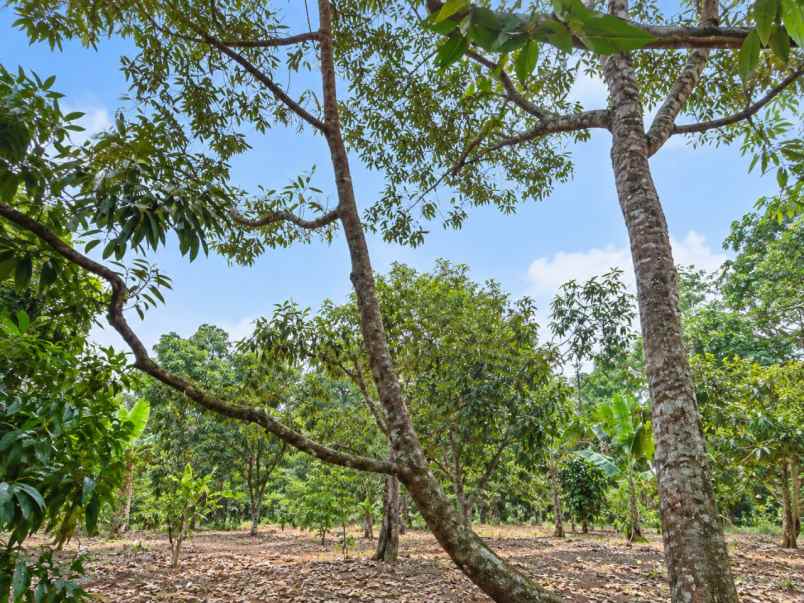 kebun durian produktif di bojong pandeglang banten