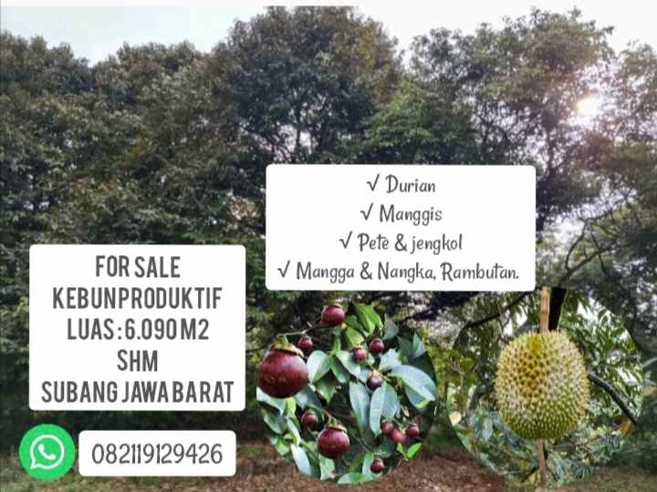 kebun produktif cijambe subang jawa barat