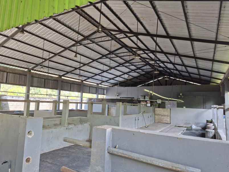 rumah produksi pengolahan susu sapi