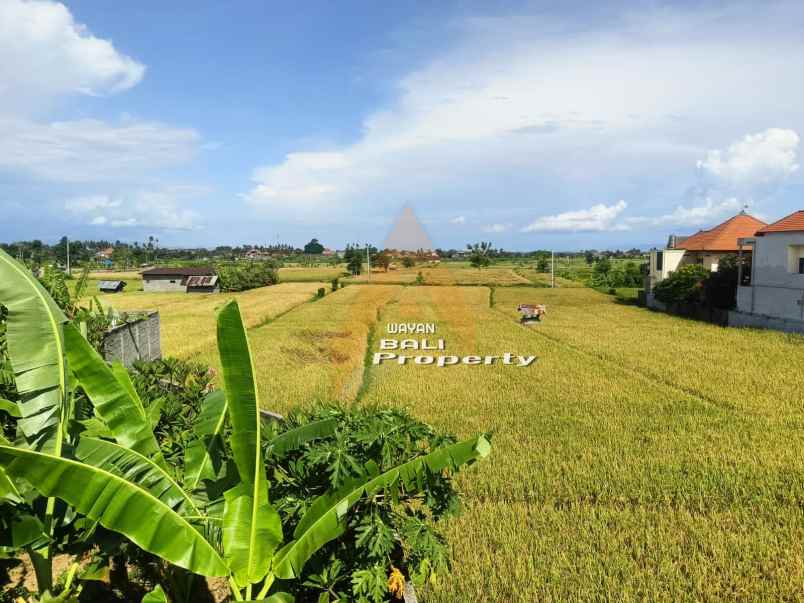 rumah view sawah di celuk sukawati