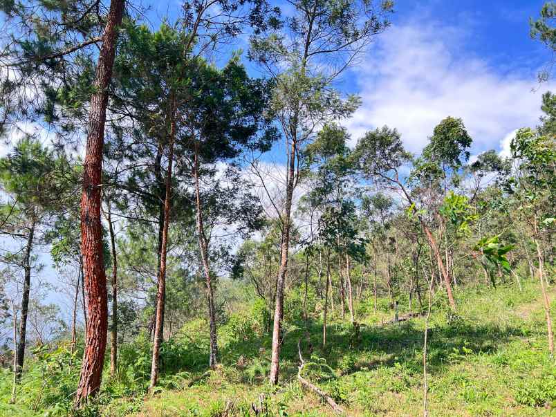 tanah 4 hektar siap bangun wahana wisata karanganyar