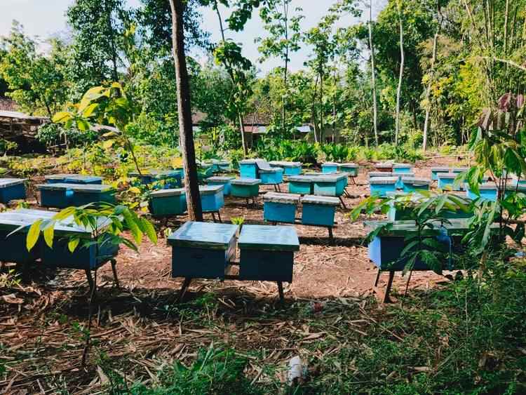 tanah batujamus mojogedang