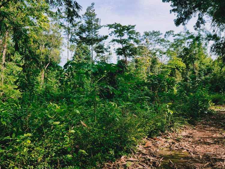 tanah batujamus mojogedang