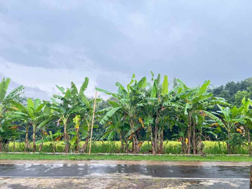 tanah datar 2885m2 siap bangun barat pasar mojogedang