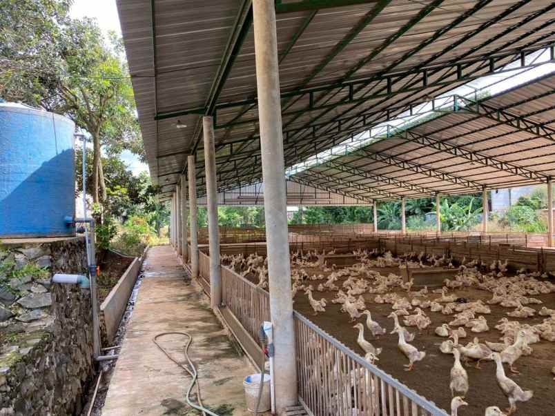 Jual Tanah Peternakan Bebek Peking Murah Pinggir Jalan Di Bogor
