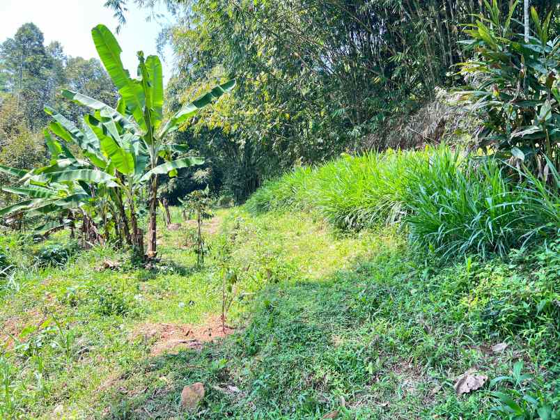 tanah kebun durian 65jt 500m ngargoyoso karanganyar