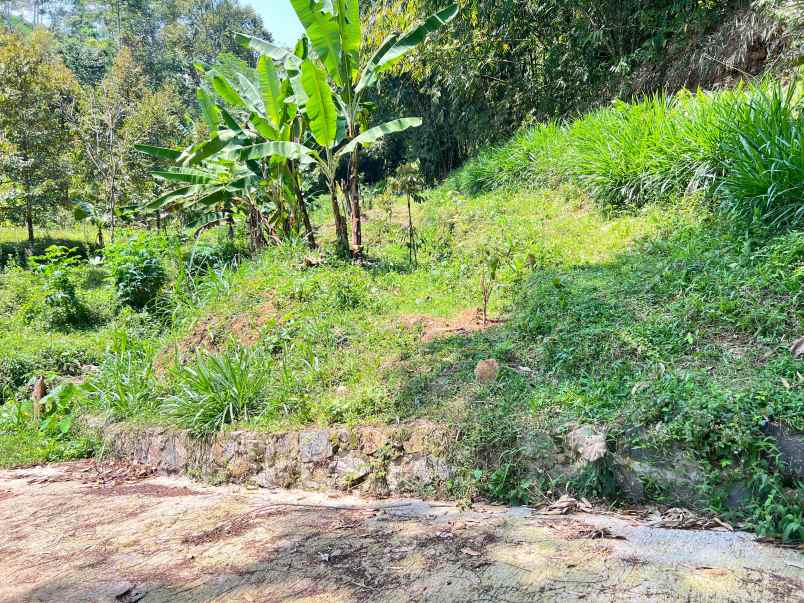 tanah kebun durian 65jt 500m ngargoyoso karanganyar