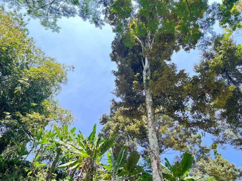 tanah kebun durian 65jt 500m ngargoyoso karanganyar
