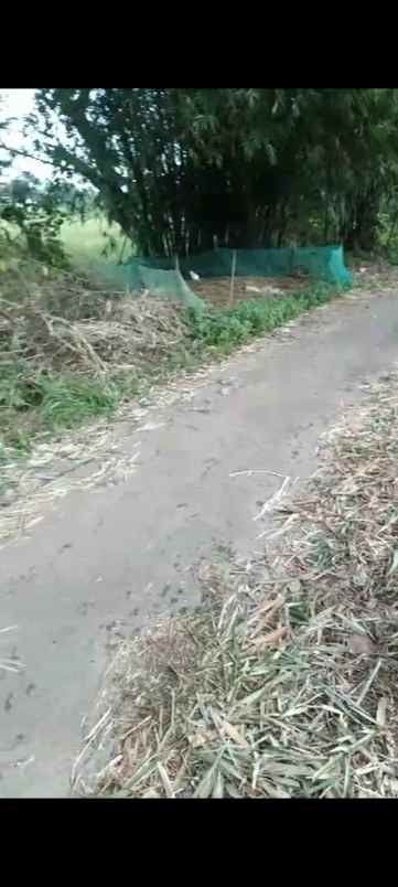 tanah kebun rata pinggir jln desa