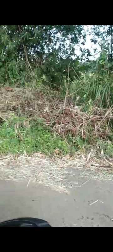 tanah kebun rata pinggir jln desa