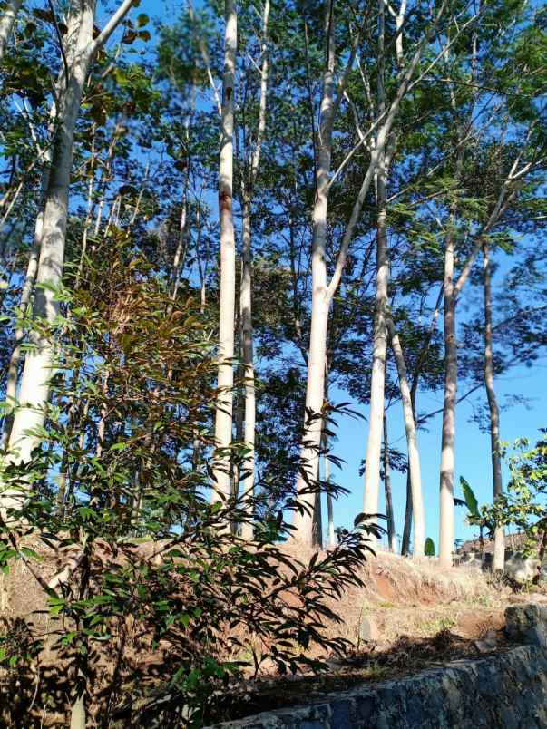 tanah kerjo karanganyar