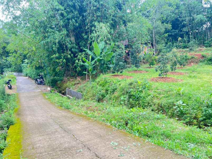 tanah subur kebun alpukat bonus pohon durian