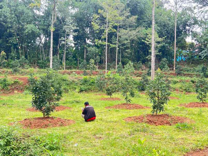 tanah subur kebun alpukat bonus pohon durian