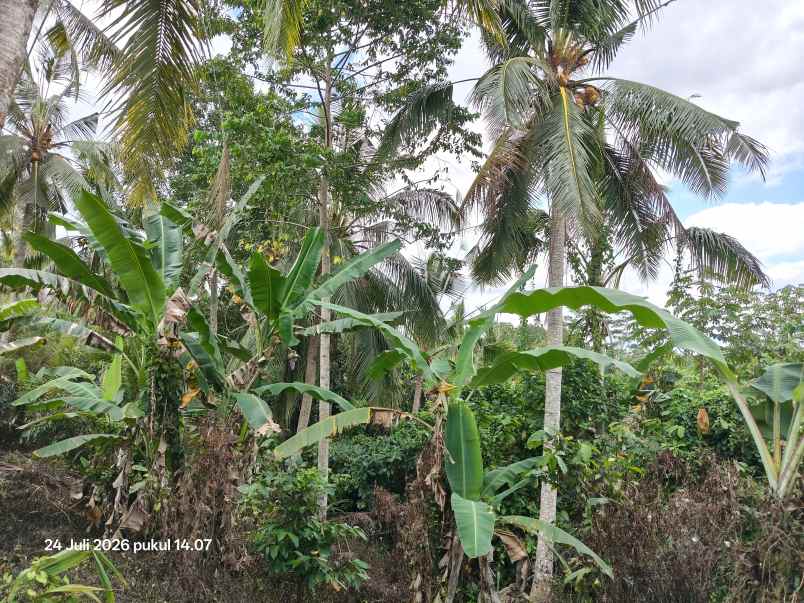 tanah view sawah dan laut di megati tabanan bali