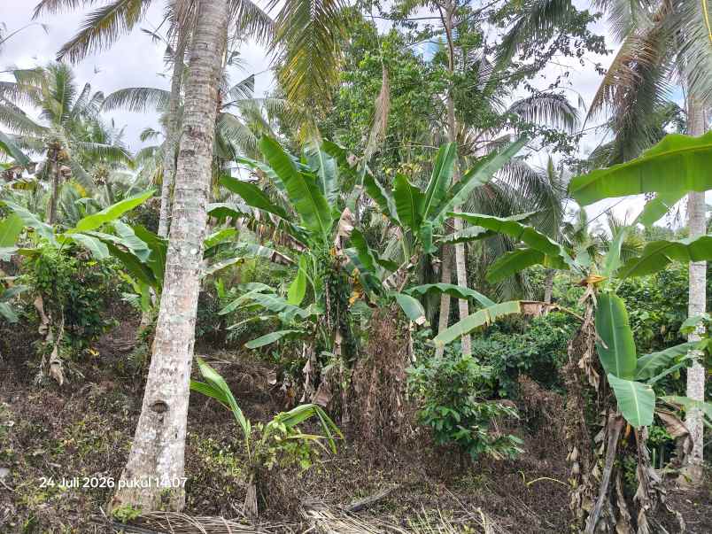 tanah view sawah dan laut di megati tabanan bali
